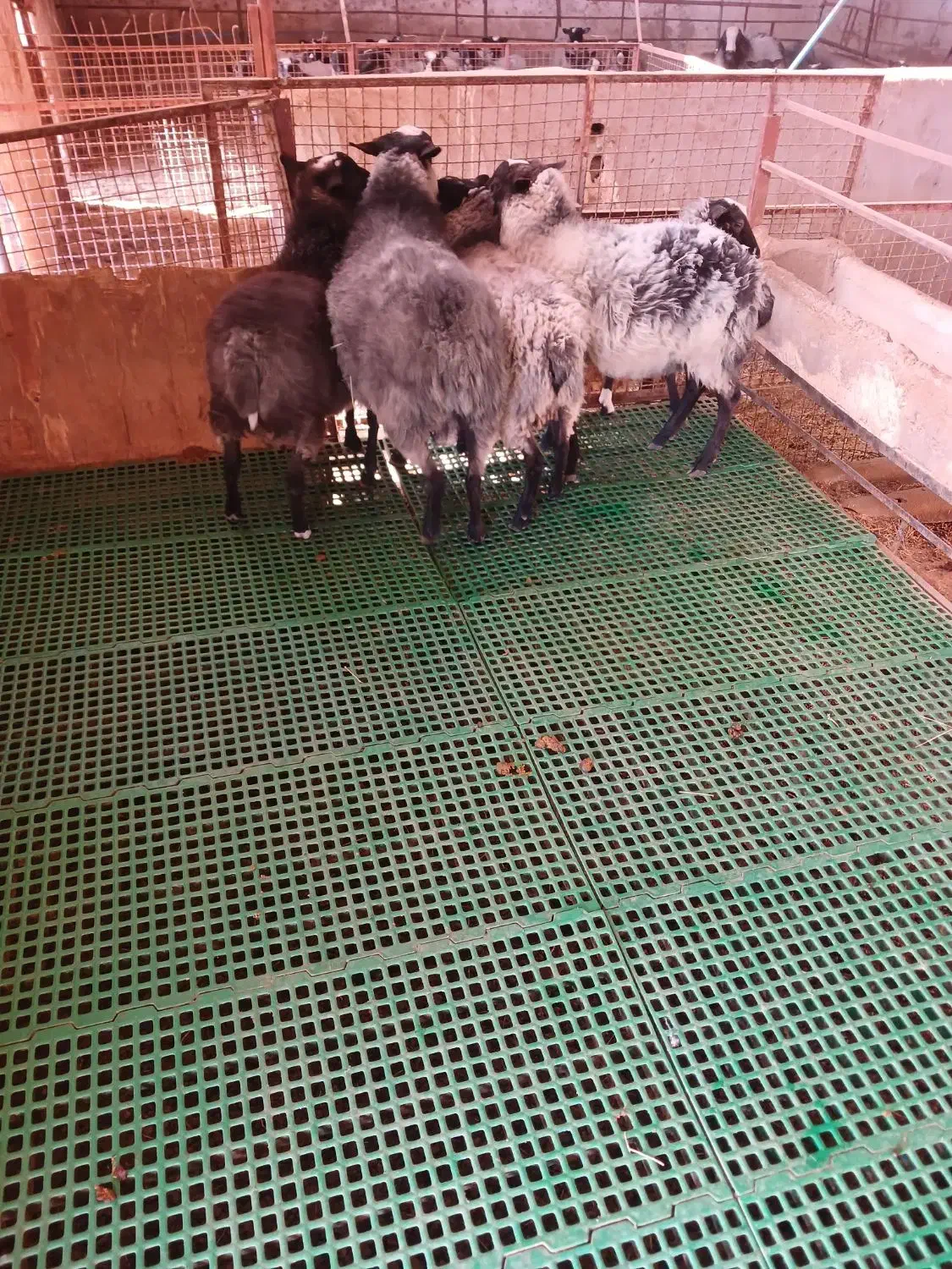 قوچ  وبره قوچ های رومانف|حیوانات مزرعه|شهریار, شهریار|دیوار