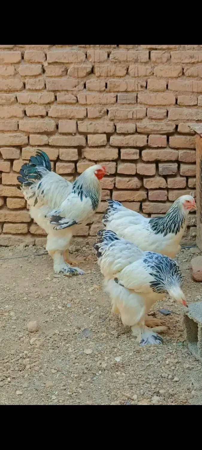 تخم نطفه دار برهما|حیوانات مزرعه|شهریار, اصیل آباد|دیوار