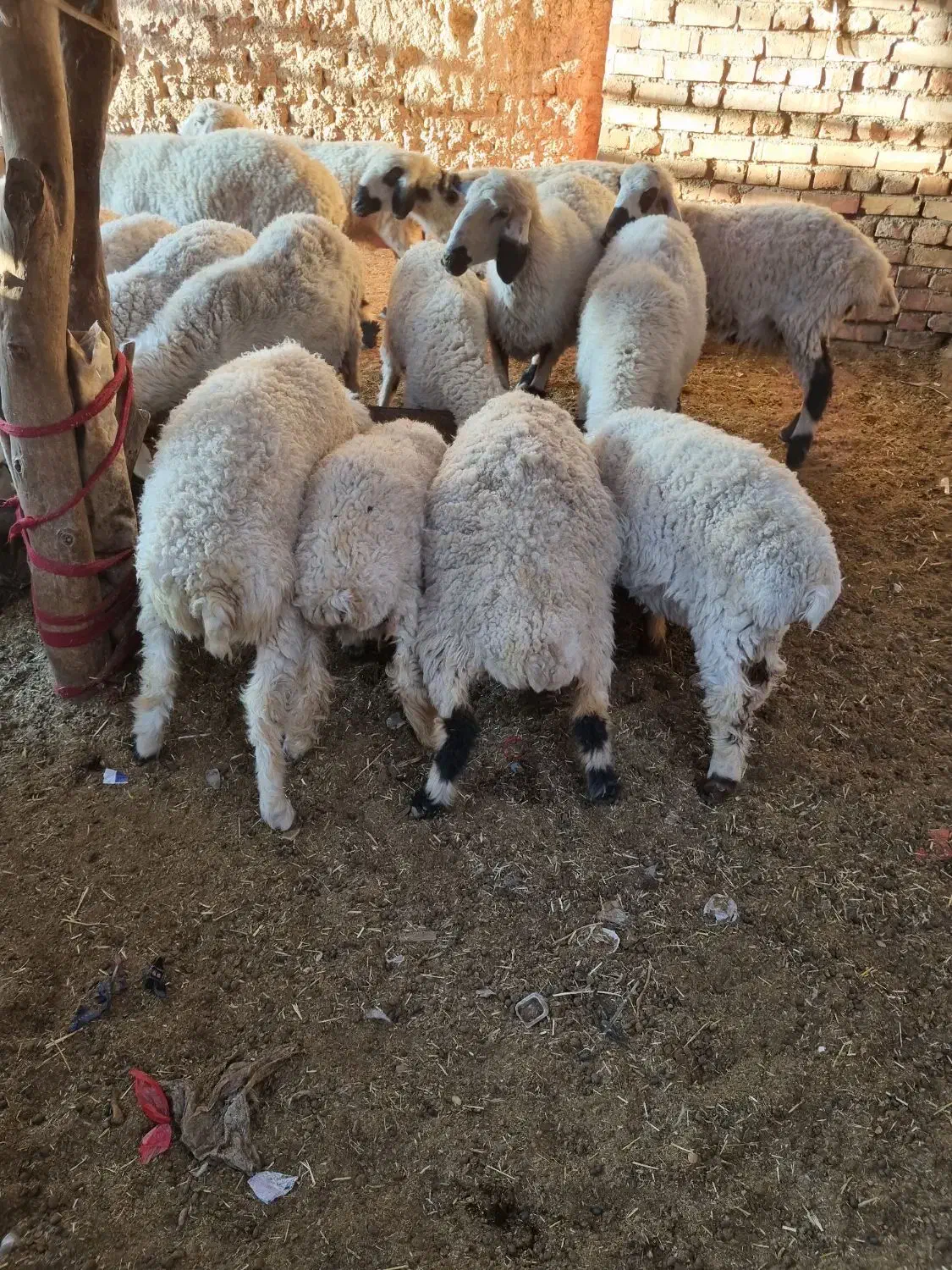 تعداد۶۰عددگوسفندبلوچی چاق وچلّه|حیوانات مزرعه|نهبندان, |دیوار