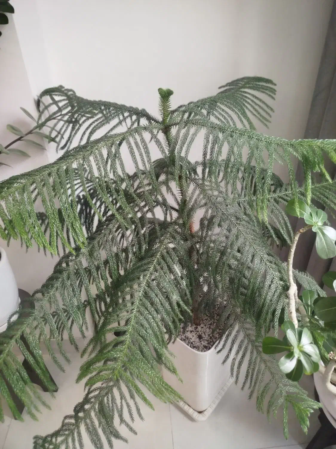 کاج مطبق|گل و گیاه طبیعی|رشت, آزادگان|دیوار