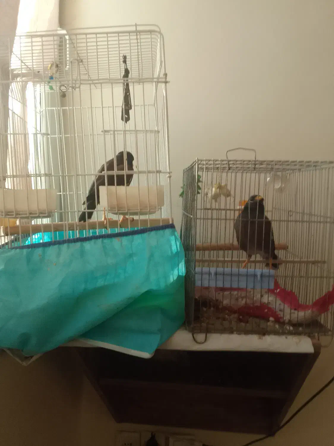 دو عدد مینا|پرنده|قزوین, |دیوار