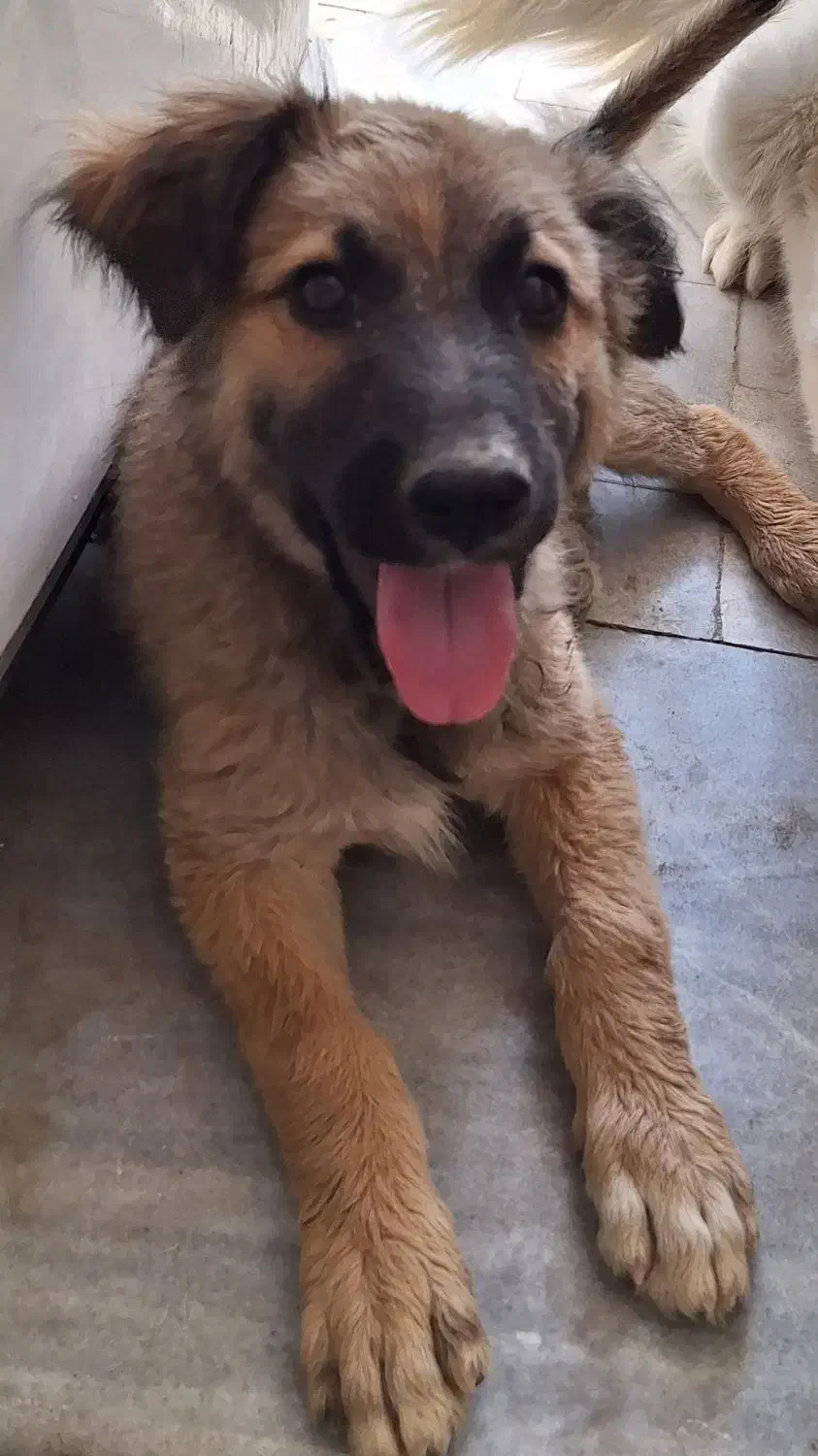 سگ ژرمن شپرد میکس|سگ|یزد, |دیوار