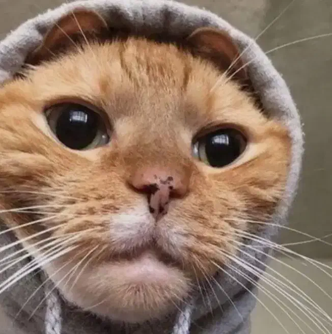 جفت یابی گربه|گربه|سنندج, |دیوار