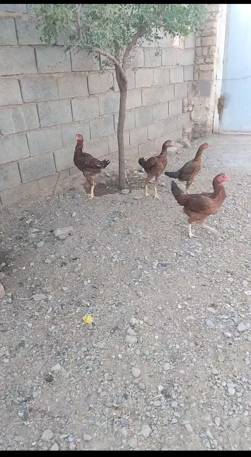 جوجه مرغ و خروس لاری ۶ماه|حیوانات مزرعه|تربت جام, میان جام|دیوار