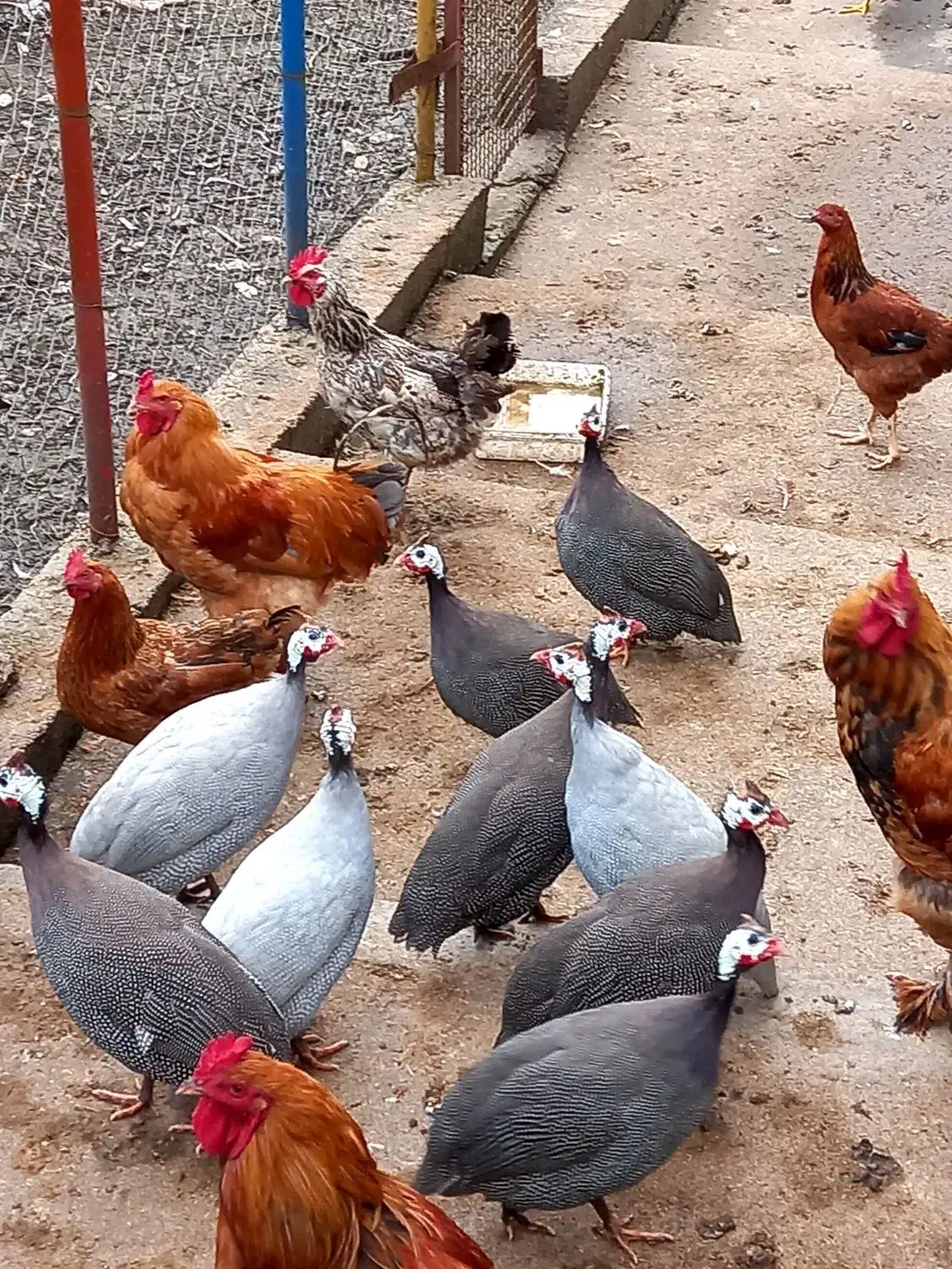 مرغ شاخدار|حیوانات مزرعه|رحیمآباد, |دیوار