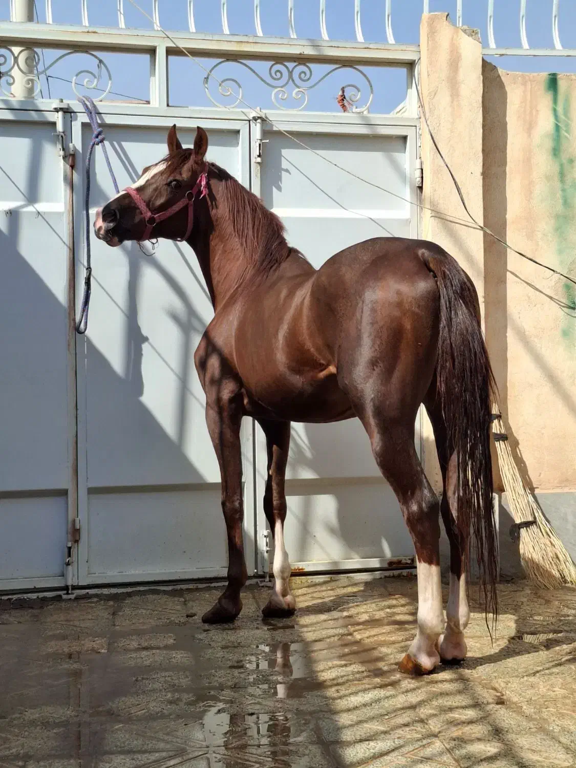 اسب عرب با برگه کشش|اسب و تجهیزات اسبسواری|حبیب آباد, |دیوار