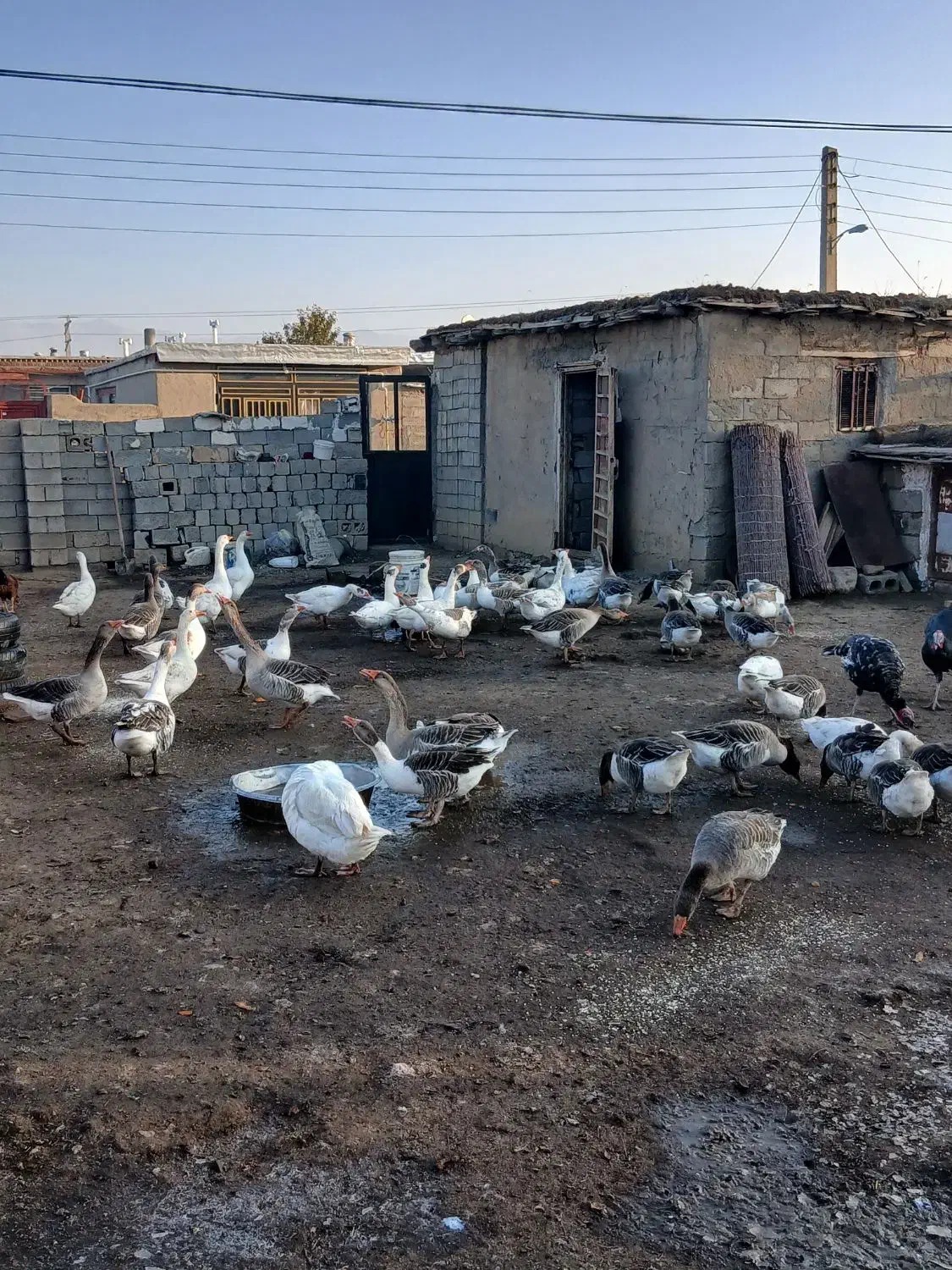 فروش غاز محلی|حیوانات مزرعه|پیرانشهر, |دیوار