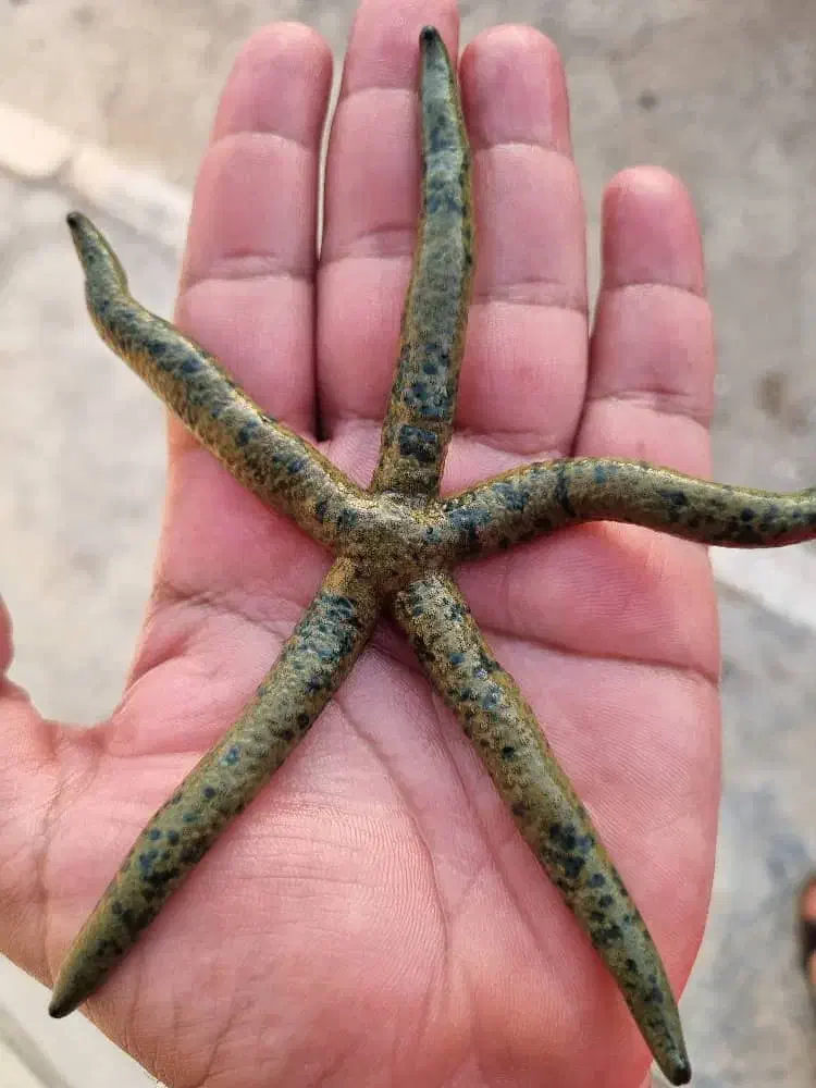 پک تمیز کننده آکواریوم آبشور|ماهی|تهران, جوادیه تهرانپارس|دیوار