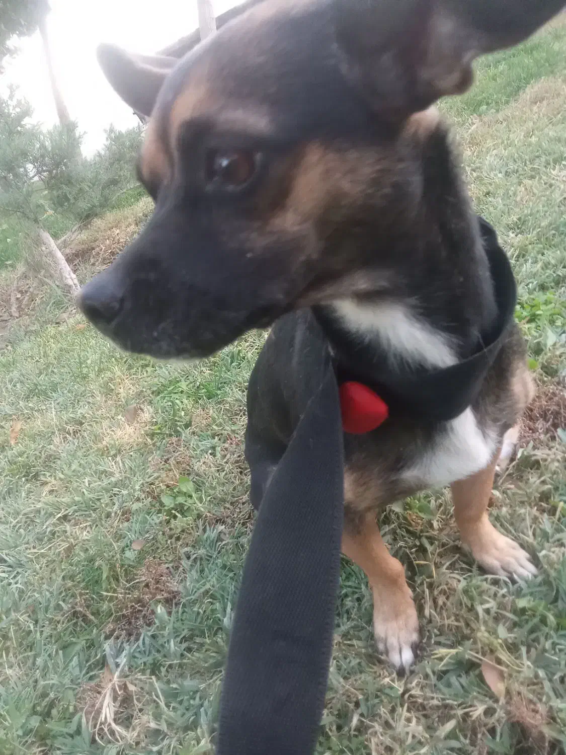 سگ نژاد شیوا|سگ|مشهد, شهید قربانی|دیوار