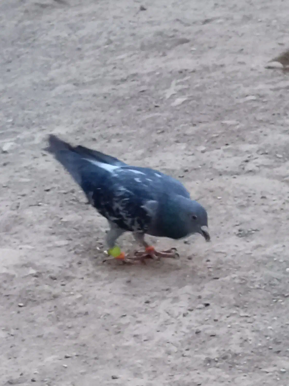 گمشده|حیوانات|سبزوار, اسلام آباد|دیوار