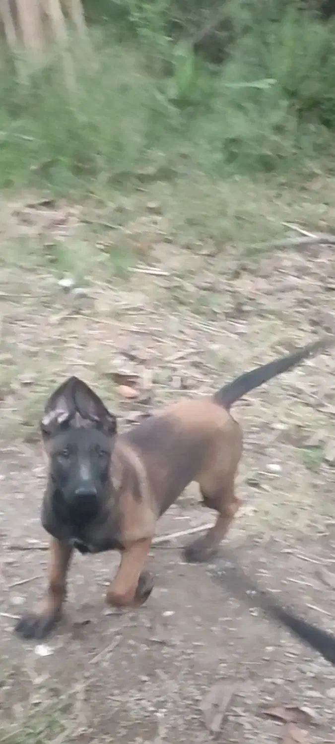 سگ مالینویز نر|سگ|کلاچای, |دیوار