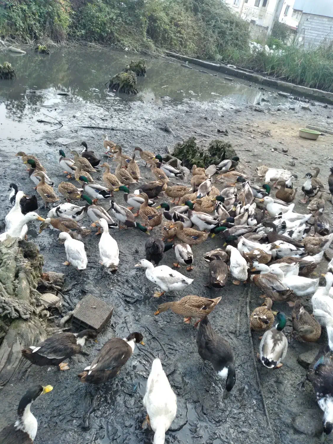 پرنده اردک|حیوانات مزرعه|لنگرود, |دیوار