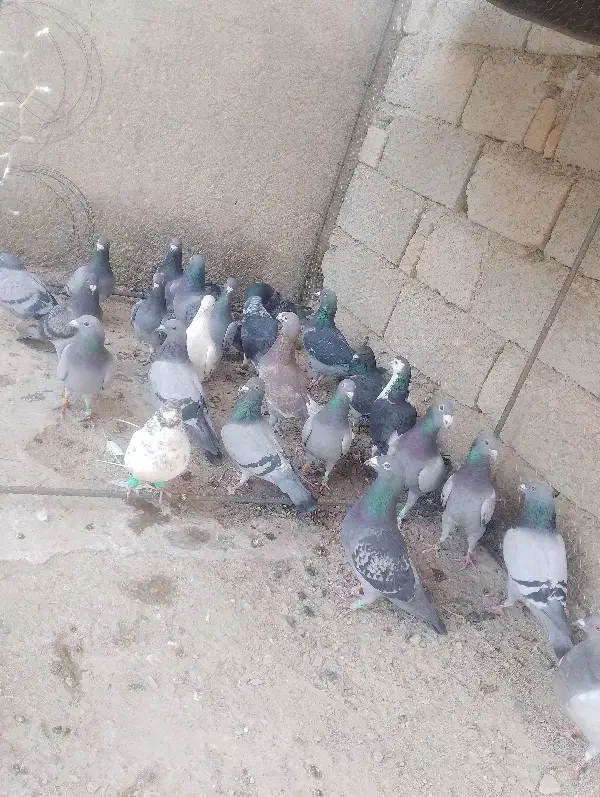 کبوتر|پرنده|سراوان, |دیوار