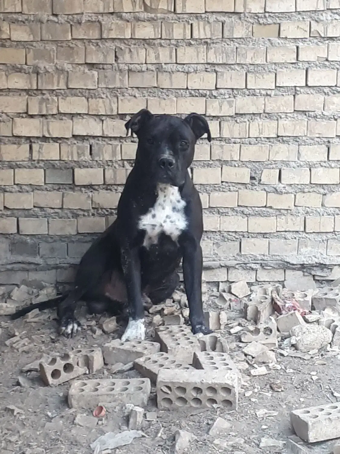 واگذاری سگ|سگ|آبادان, |دیوار