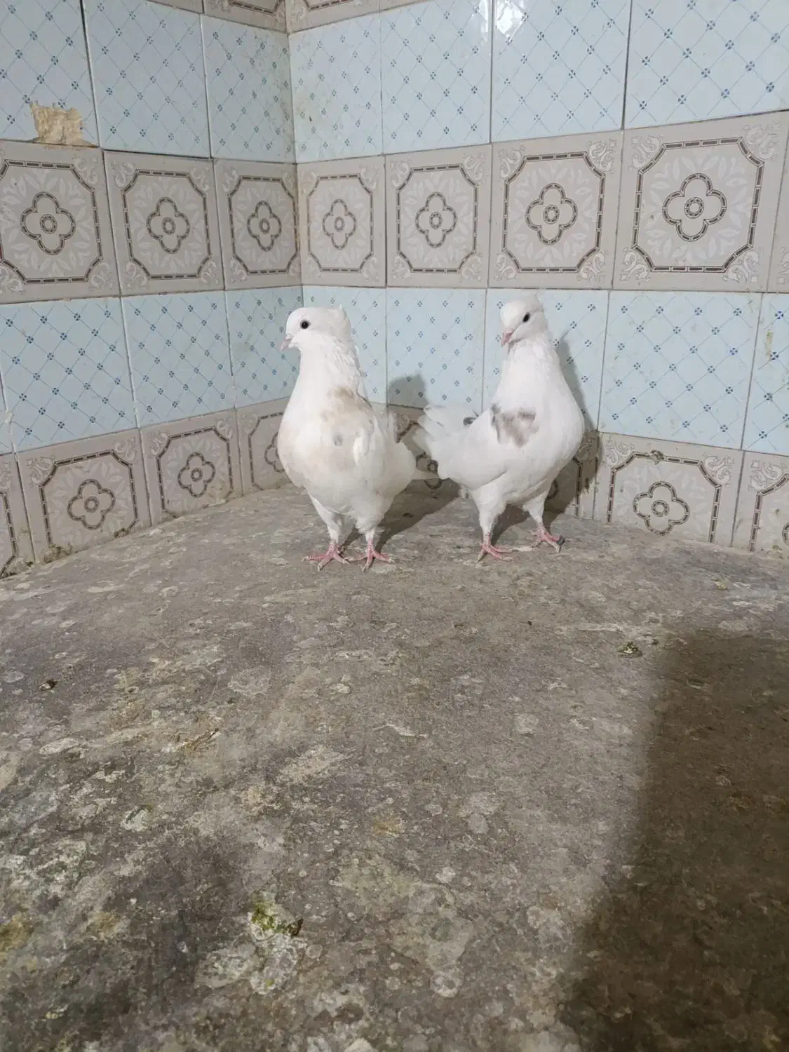 کبوتر خال قدیم پرشی|پرنده|اسلامآباد غرب, |دیوار