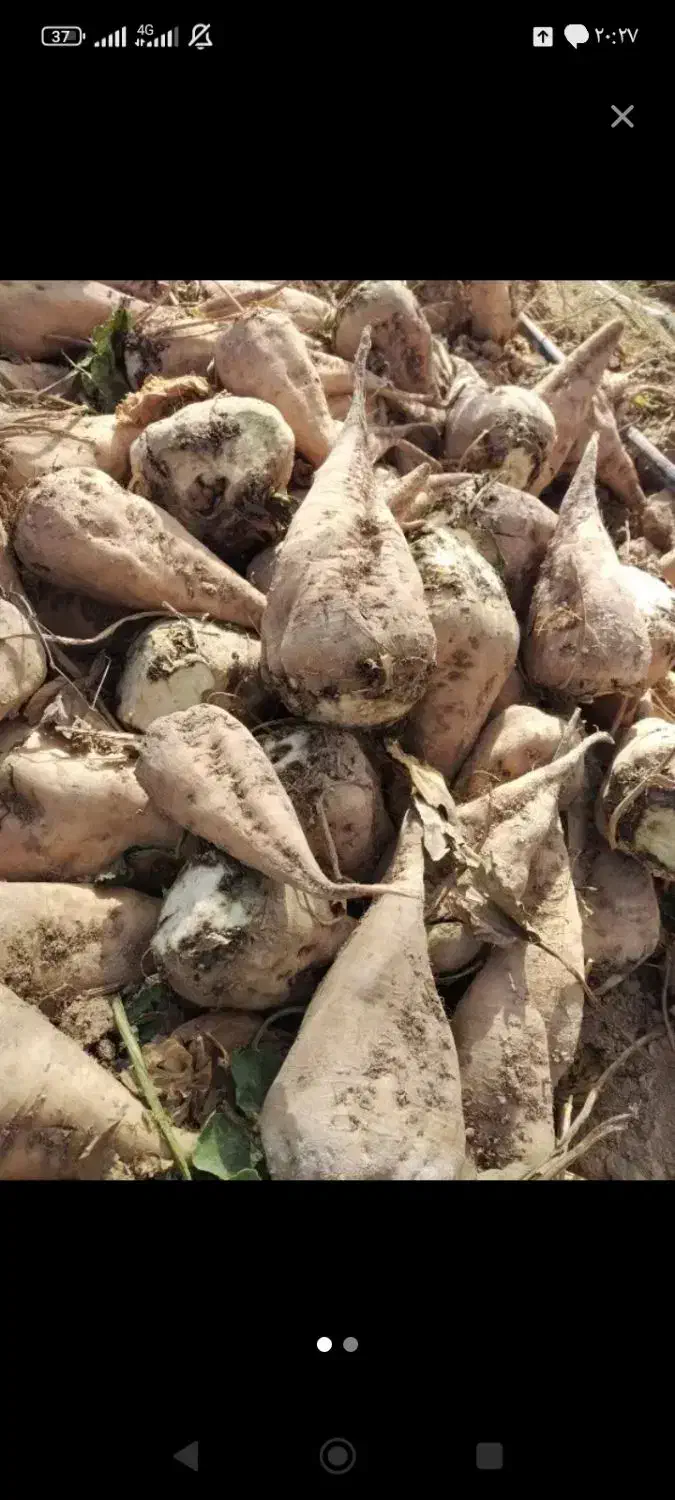 فروش چغند قند برای دامدار عزیز|خدمات باغبانی و درختکاری|آبکوه, |دیوار