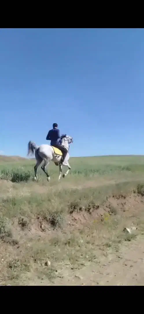 اسب کرد|اسب و تجهیزات اسبسواری|تیکمه داش, |دیوار