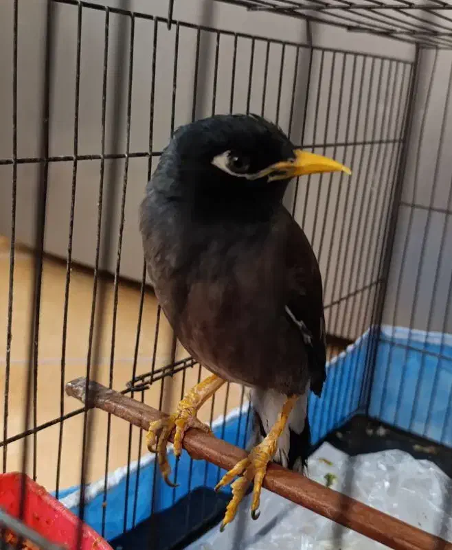 مرغ مینا|پرنده|یزد, |دیوار