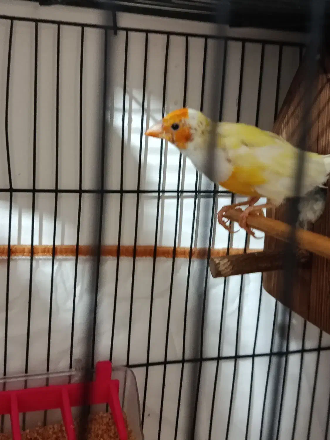 فنچ|پرنده|تبریز, |دیوار