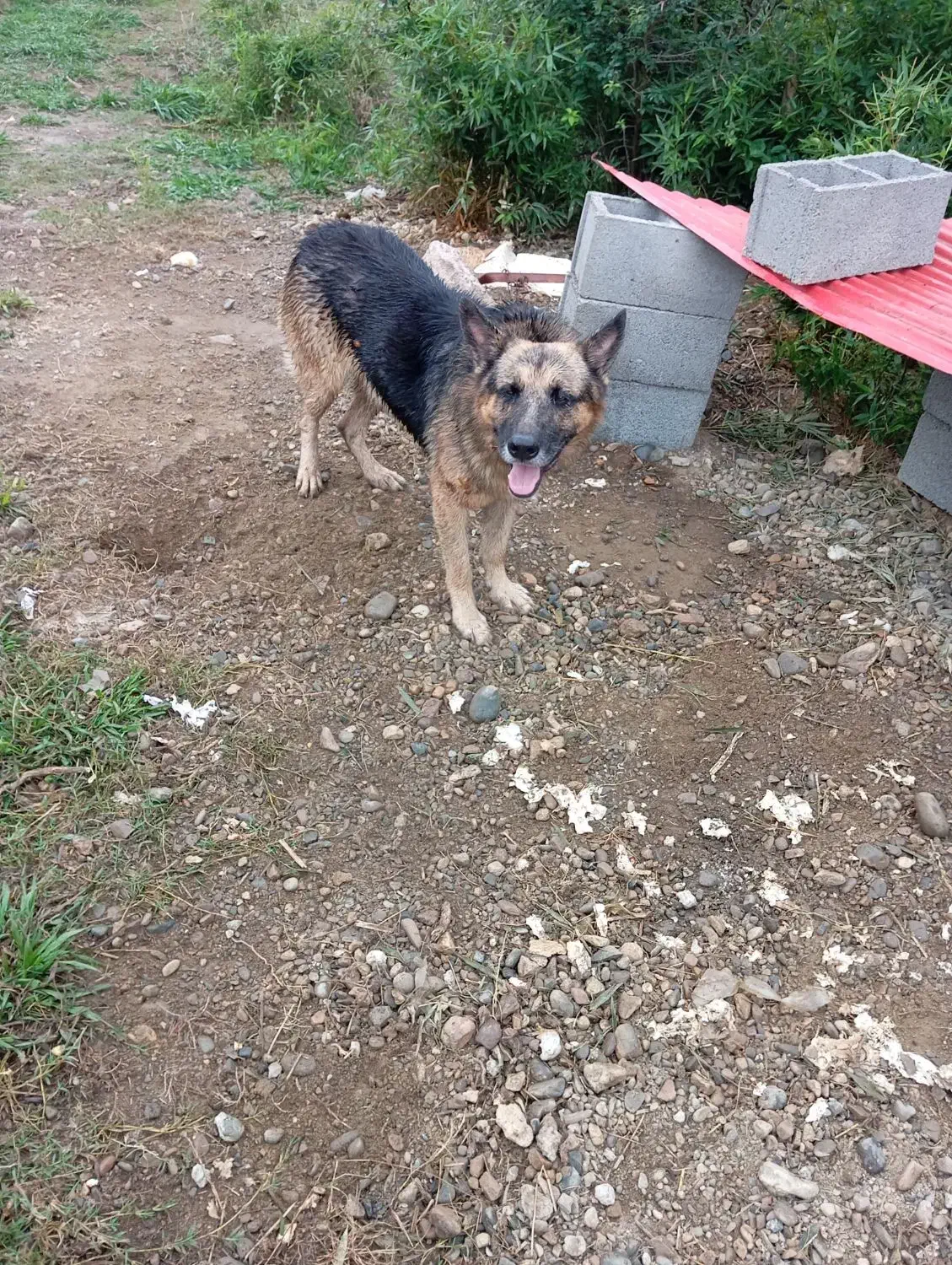 ژرمن و پیتبول|سگ|صومعه‌سرا, |دیوار