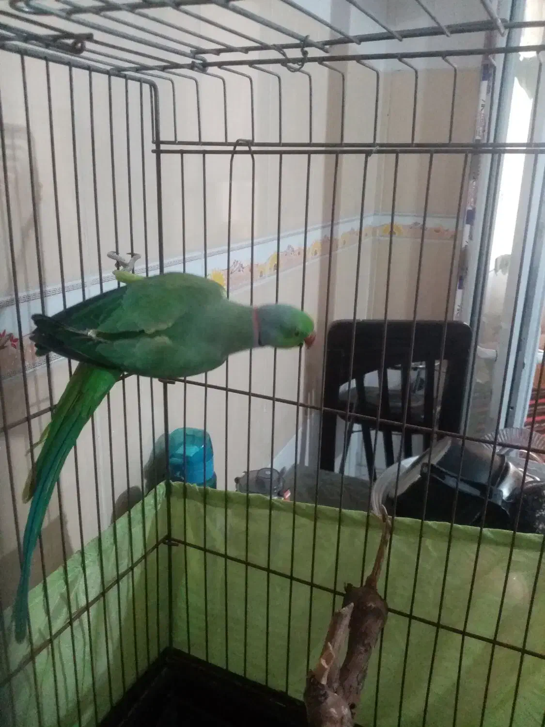 طوطی ملنگو نر مولد|پرنده|مینودشت, |دیوار