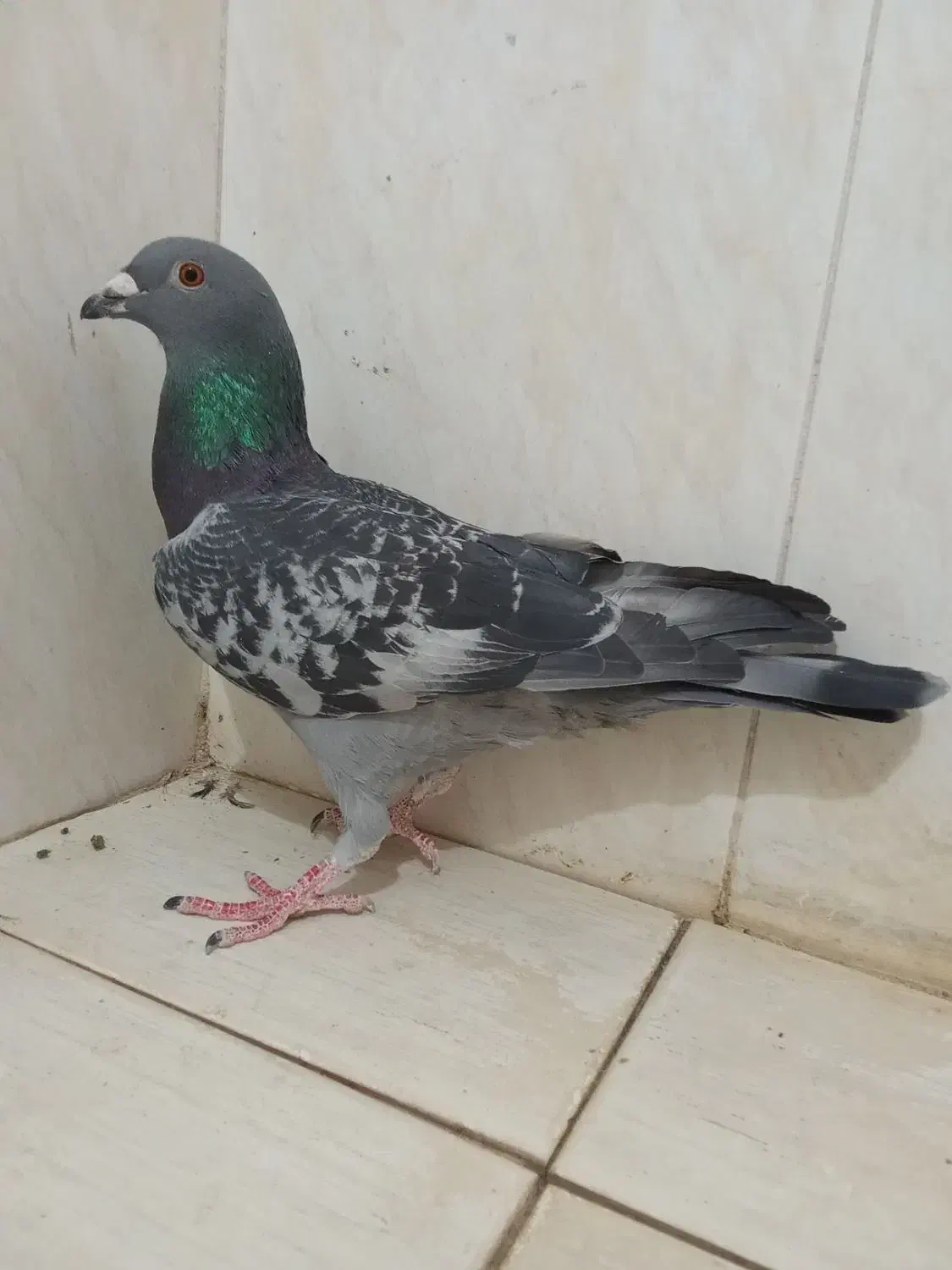 دمبی و سبز پلاکی و کوهی اصل|پرنده|شیراز, وزیرآباد|دیوار