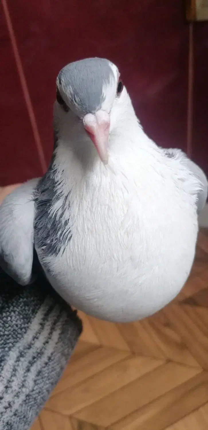 کفتر|پرنده|خوسف, |دیوار