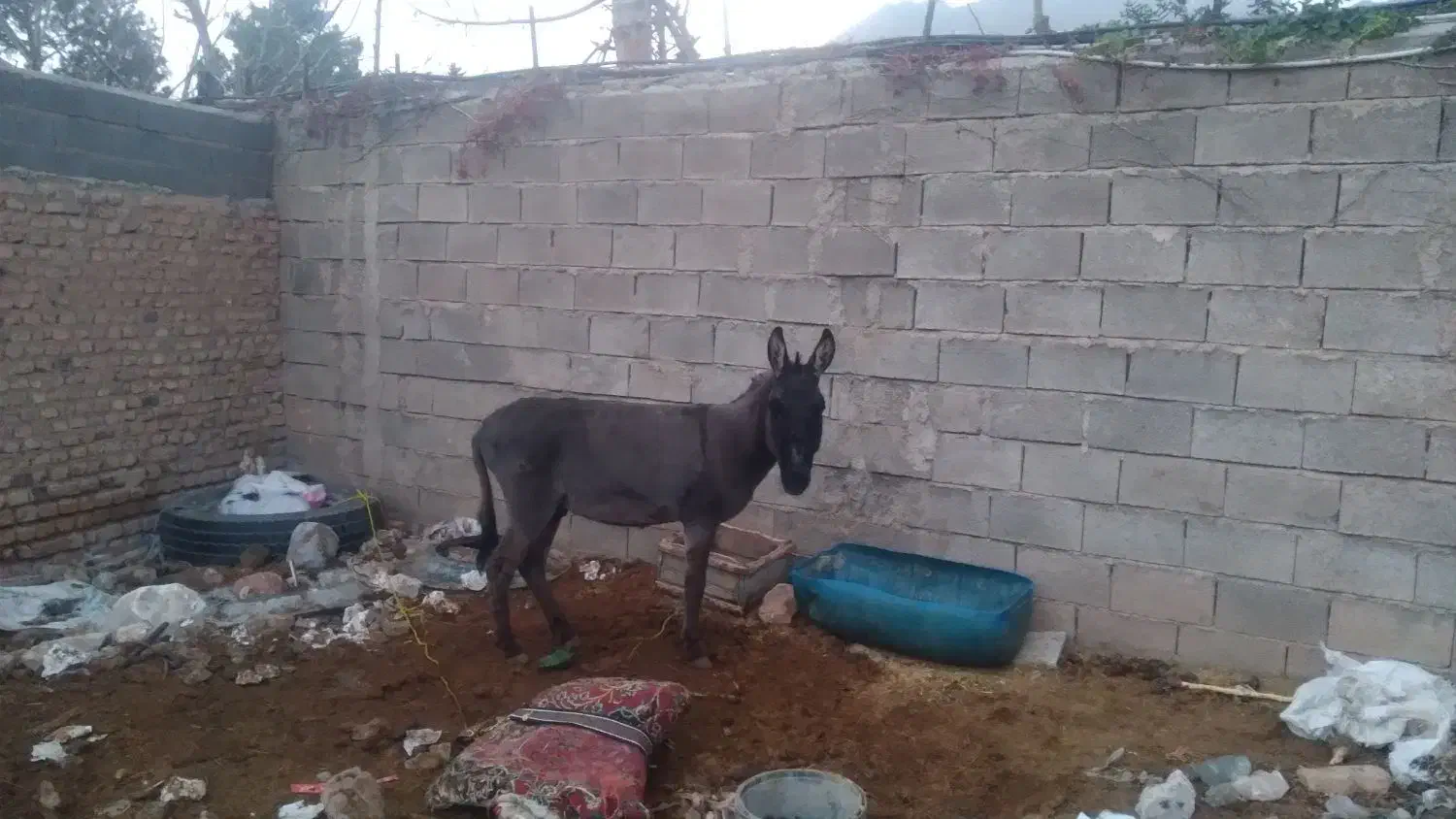 الاغ|حیوانات مزرعه|مهدی شهر, |دیوار