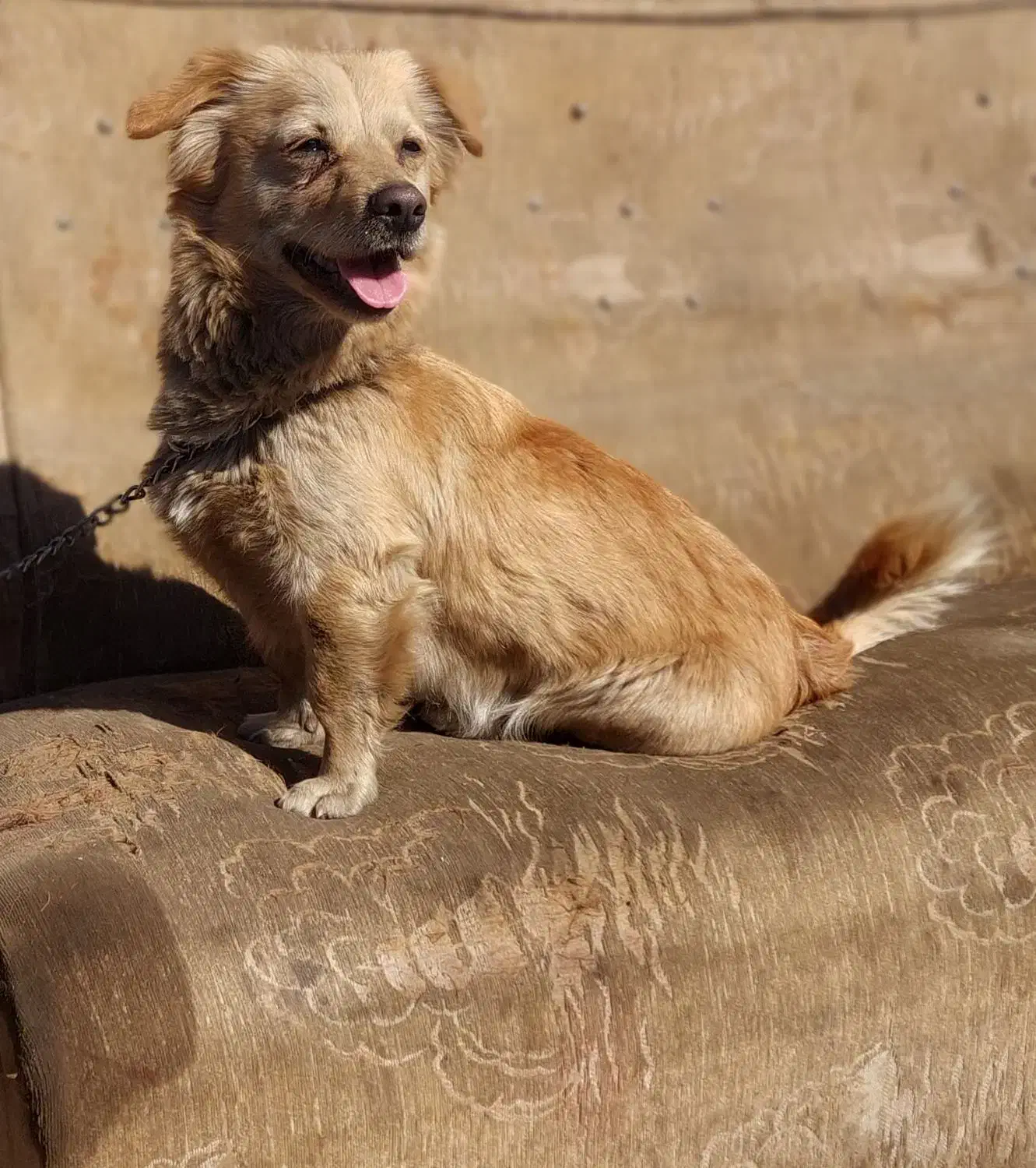 سگ اشپیتز|سگ|شاهینشهر, فردوسی|دیوار