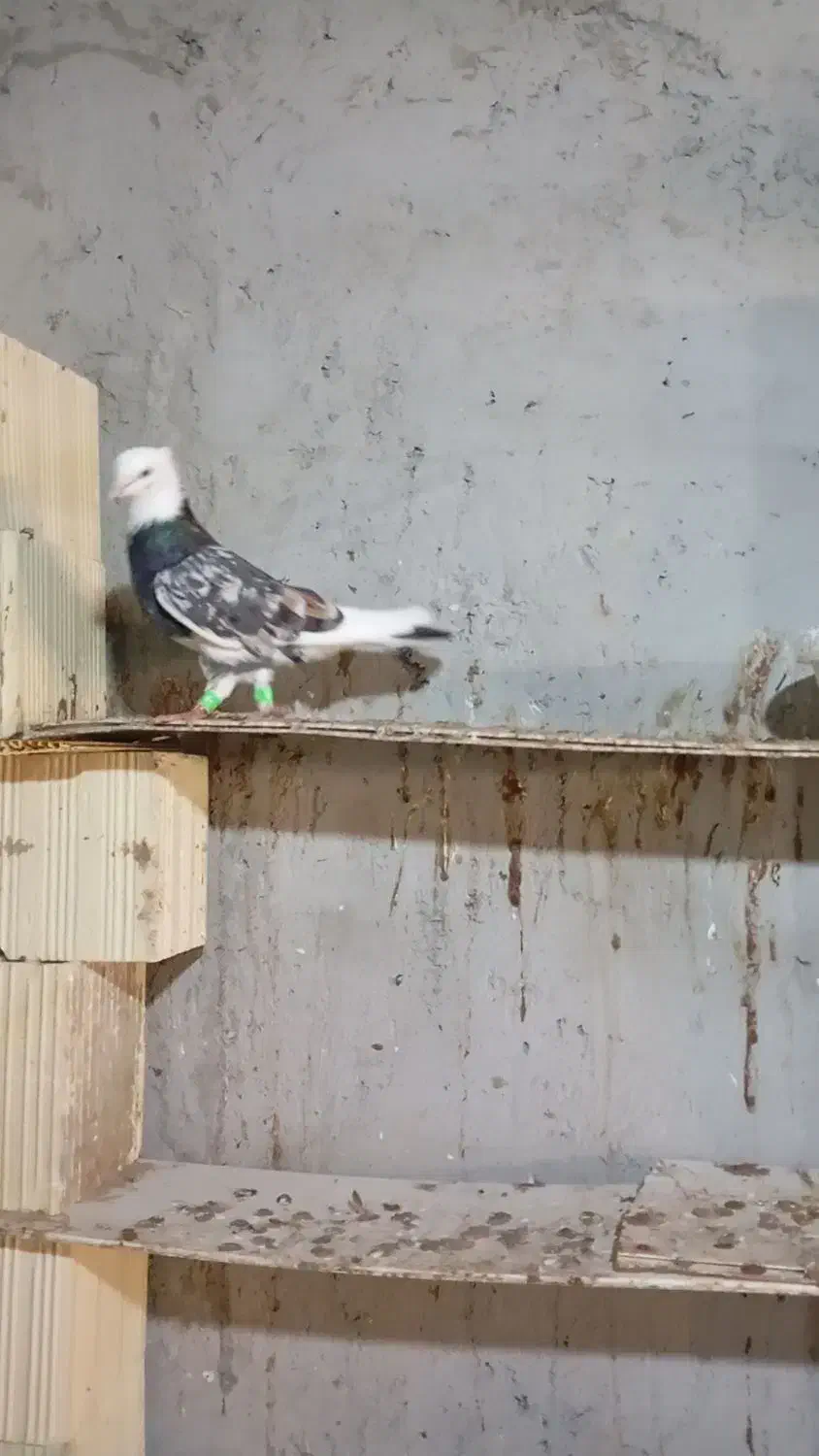 سلام فروش کفتر|پرنده|قشم, |دیوار