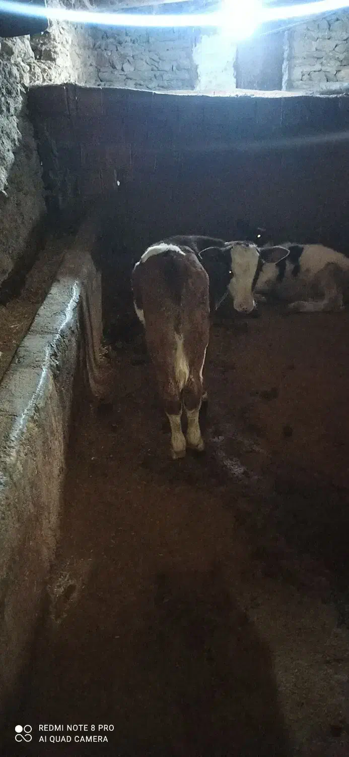 گاو وگوساله نر  گاو 3شکم 10کیلو شیر|حیوانات مزرعه|خاو و میرآباد, |دیوار