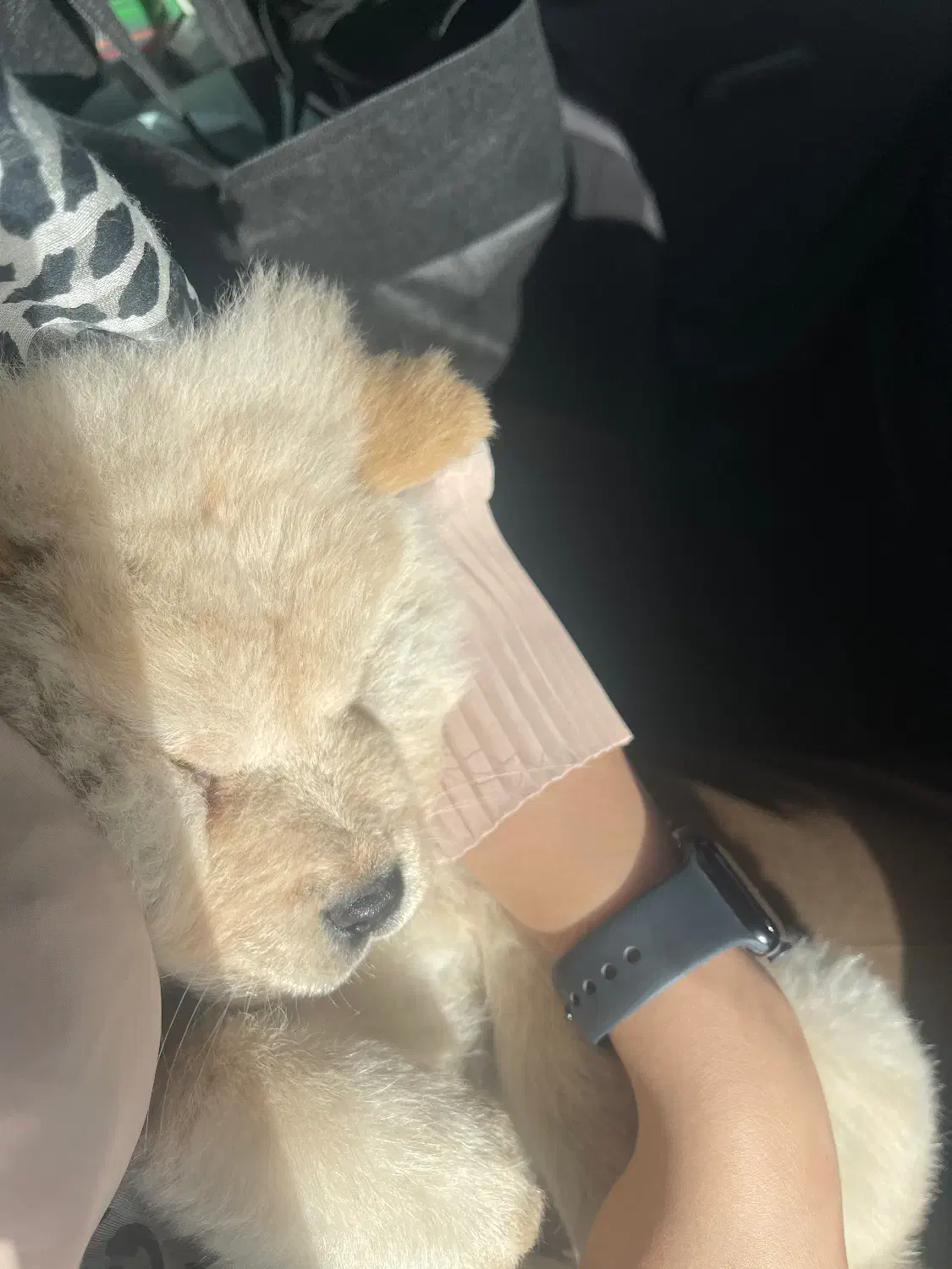 چاو چاو|سگ|تهران, حر|دیوار