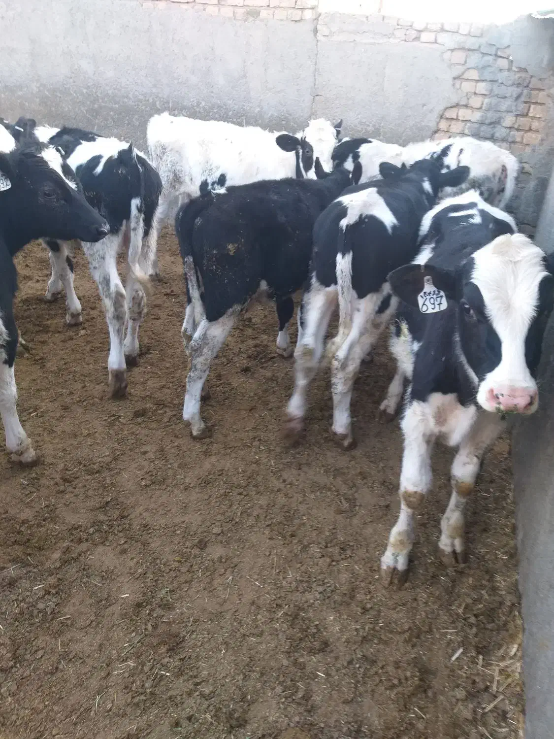 گوساله نر قطع شیر|حیوانات مزرعه|خنجین, |دیوار