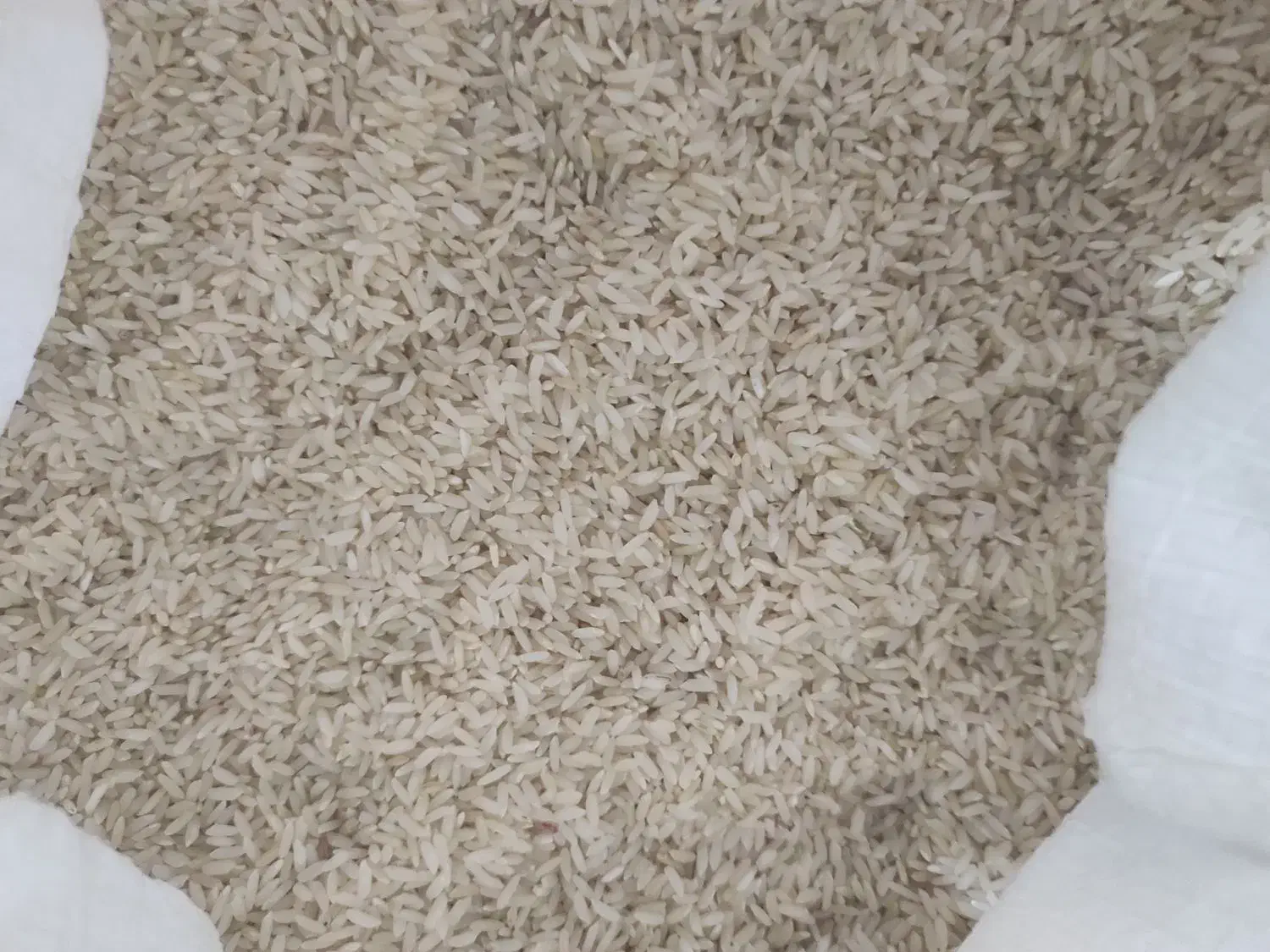 برنج عنبربو شیروان|خوردنی و آشامیدنی|سیروان, |دیوار