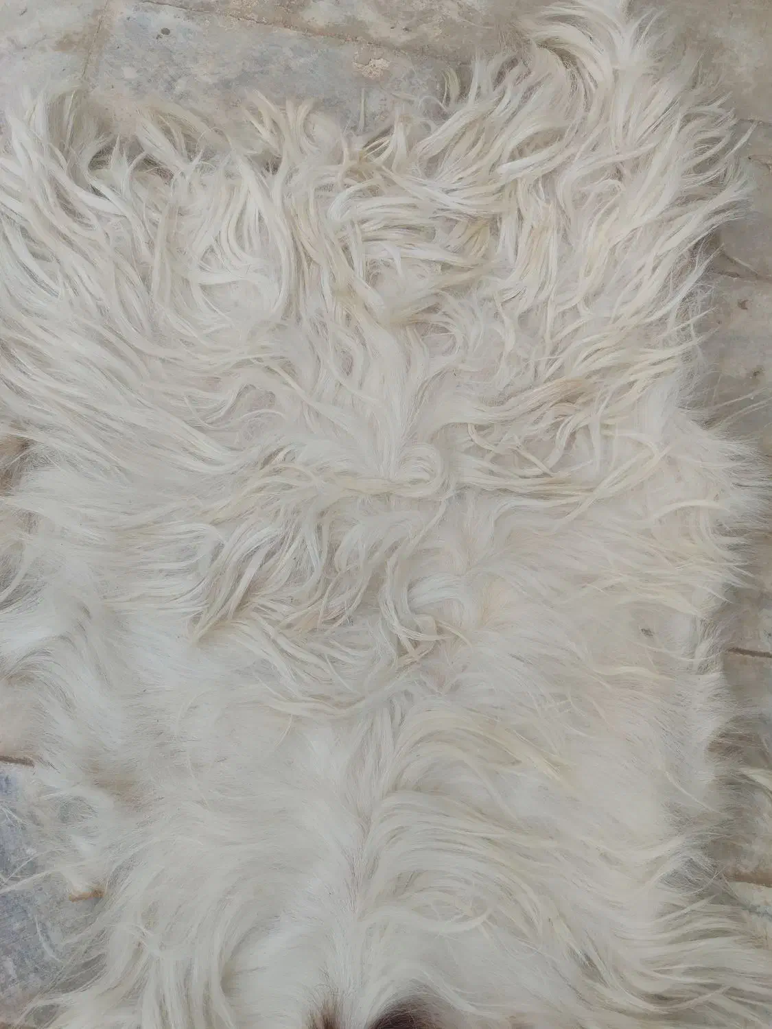 پوست گوسفند|صنایع دستی و سایر لوازم تزئینی|گناباد, |دیوار