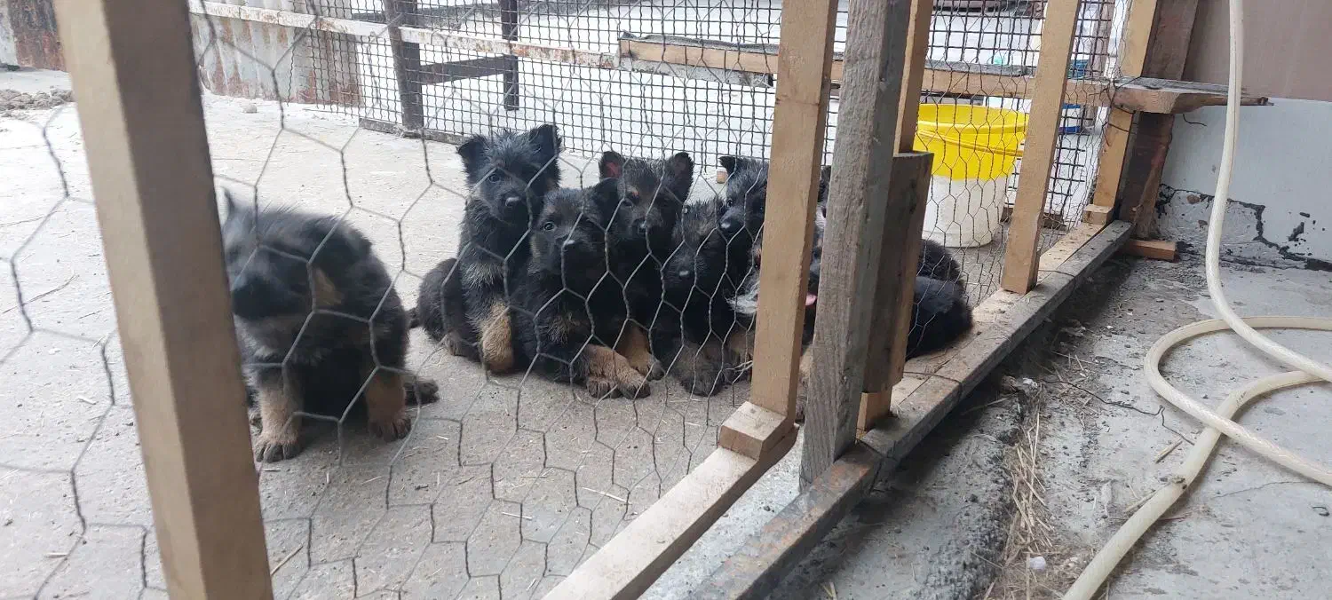 ژرمن شپهرد شولاین|سگ|ساری, |دیوار