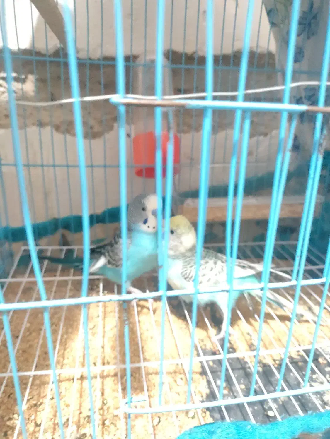 مرغ عشق|پرنده|بندر ماهشهر, |دیوار