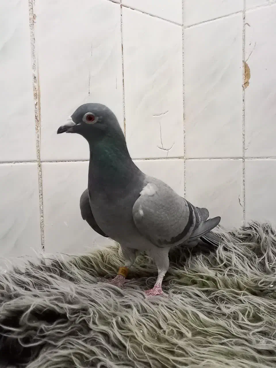 کفتر پرشی|پرنده|طبس, |دیوار