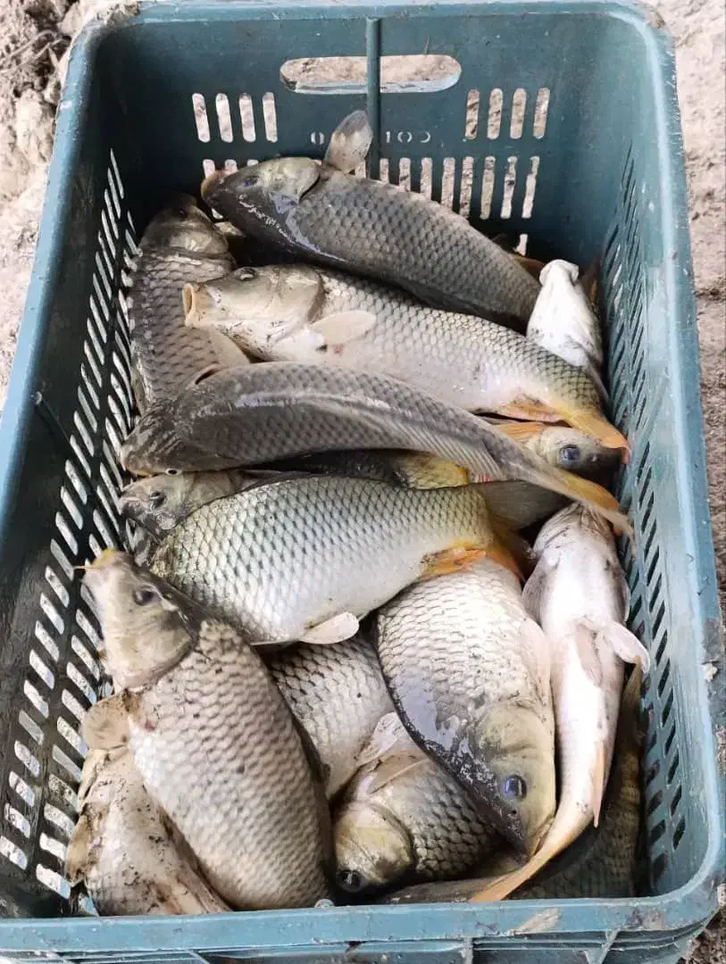 فروش بچه ماهی کپور و آمور|ماهی|ساری, |دیوار