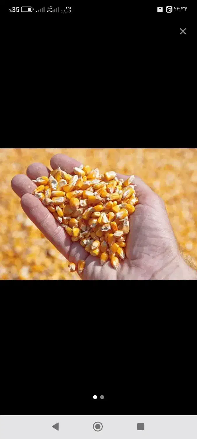 ذرت|عمده‌فروشی|گناباد, |دیوار