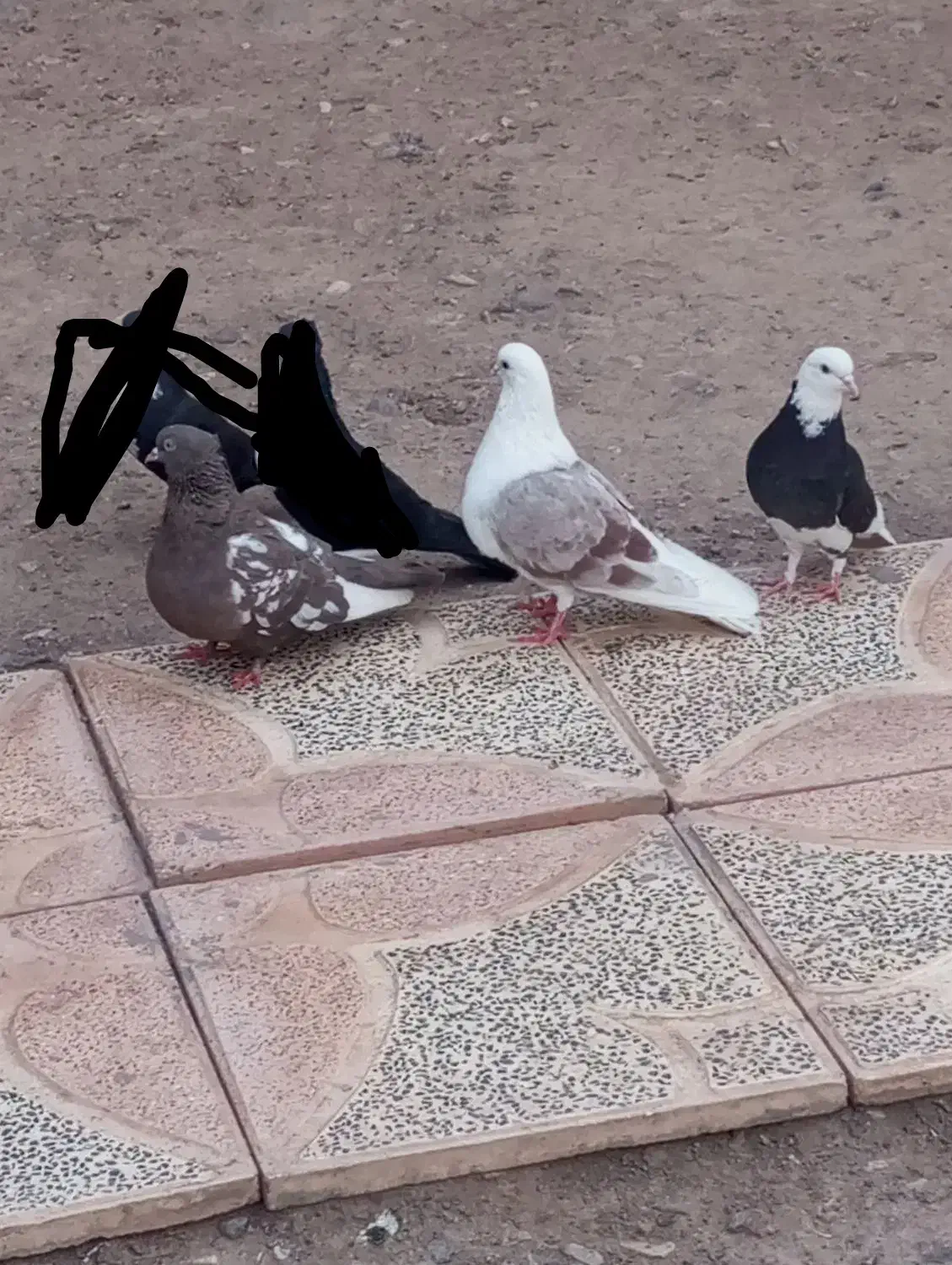 پشدار|پرنده|بم, |دیوار