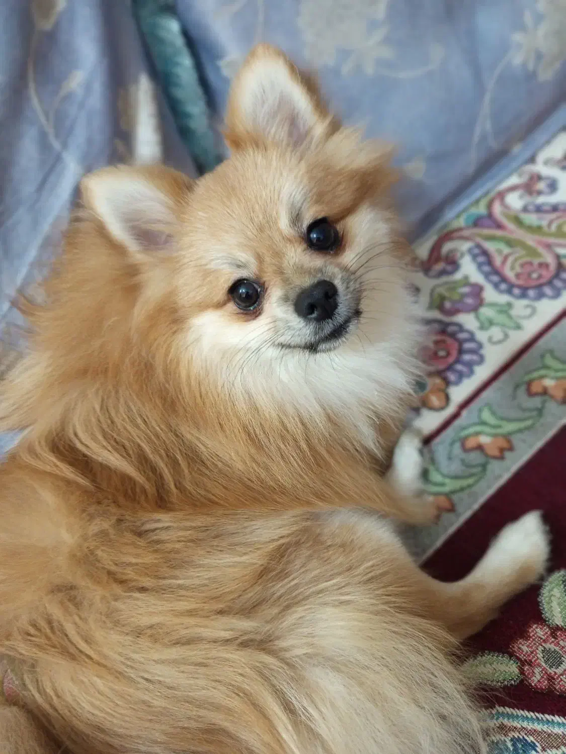 سگ پامر|سگ|قشم, |دیوار