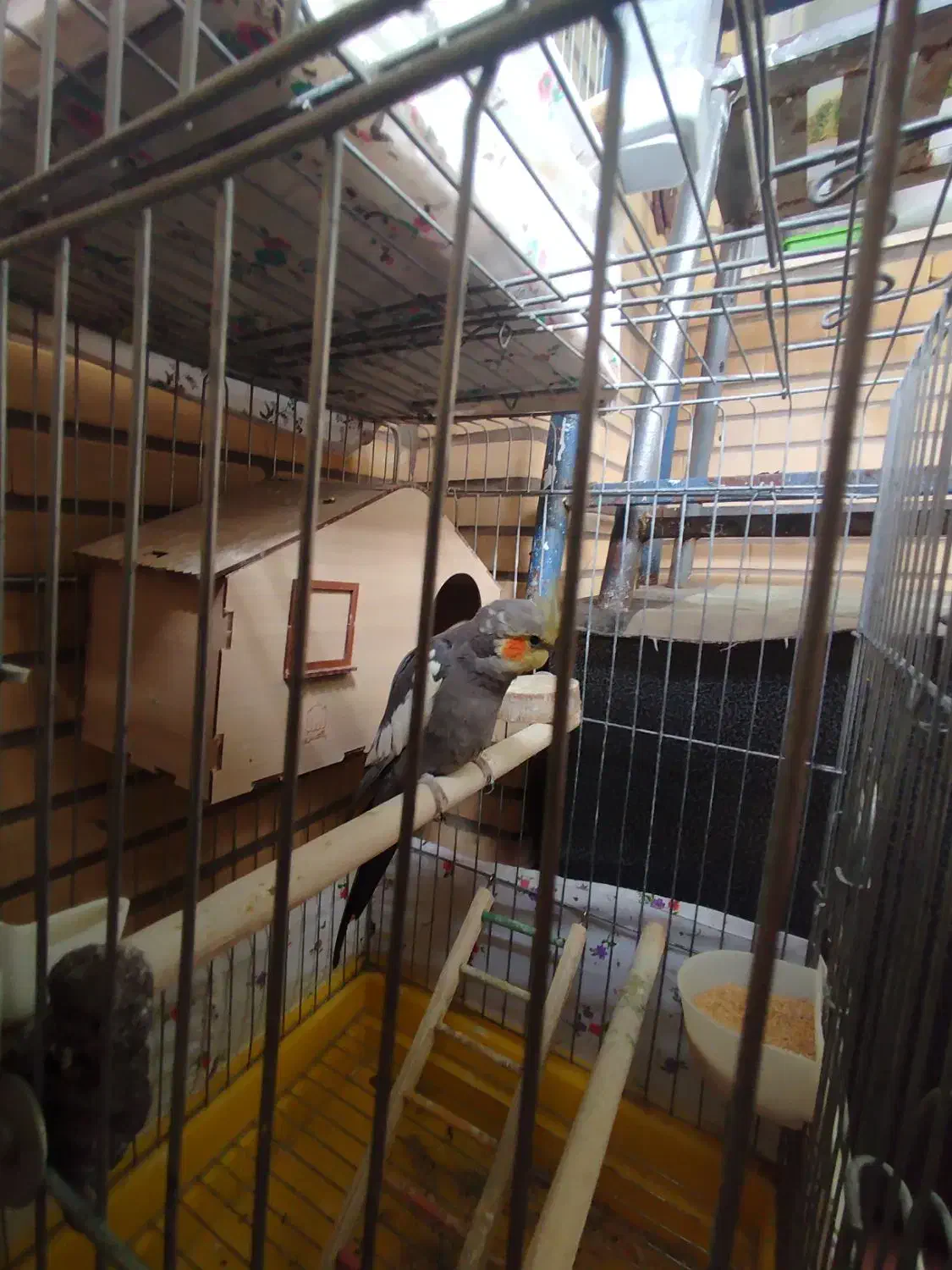 یک جفت عروس هلندی|پرنده|قم, پردیسان|دیوار