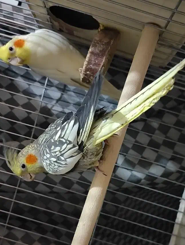 عروس هلندی جفت|پرنده|شیراز, فاضل|دیوار