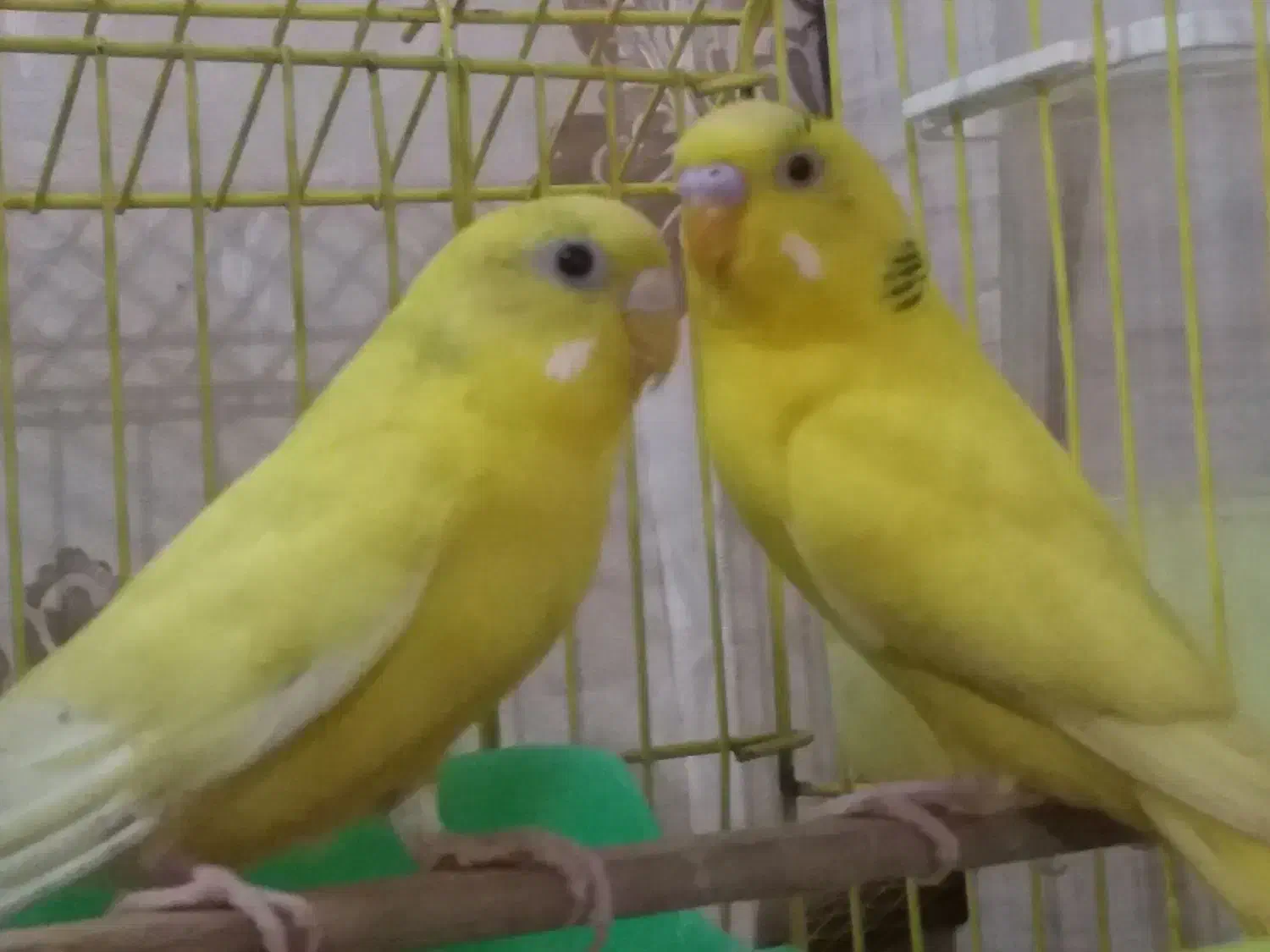 مرغ عشق|پرنده|اردبیل, |دیوار