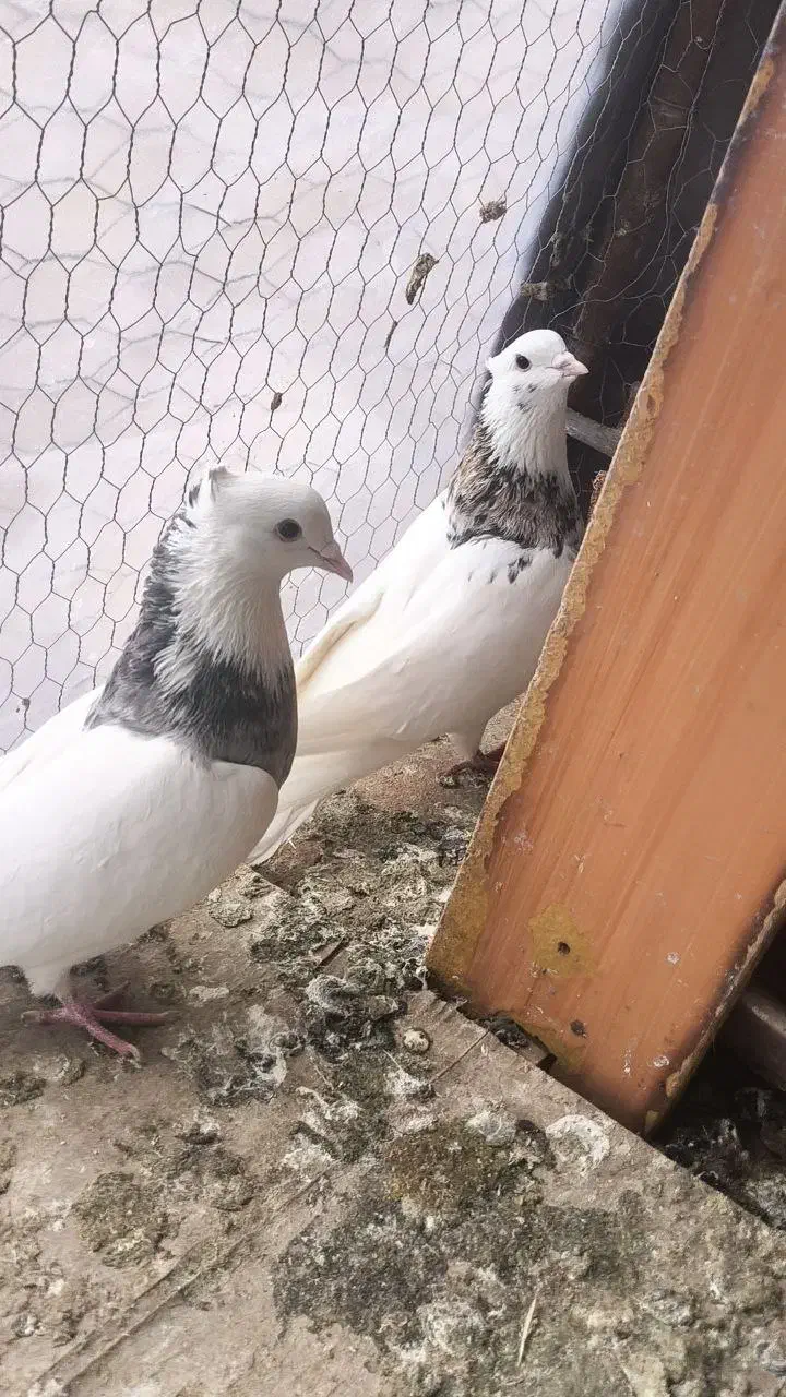 کبوتر طوقی هفت رنگ|پرنده|لنجان, |دیوار