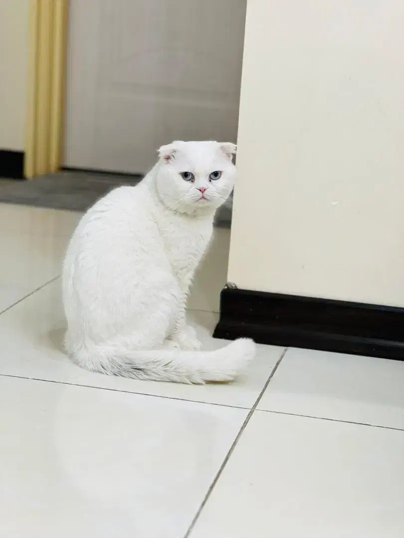 گربه|گربه|آبادان, |دیوار