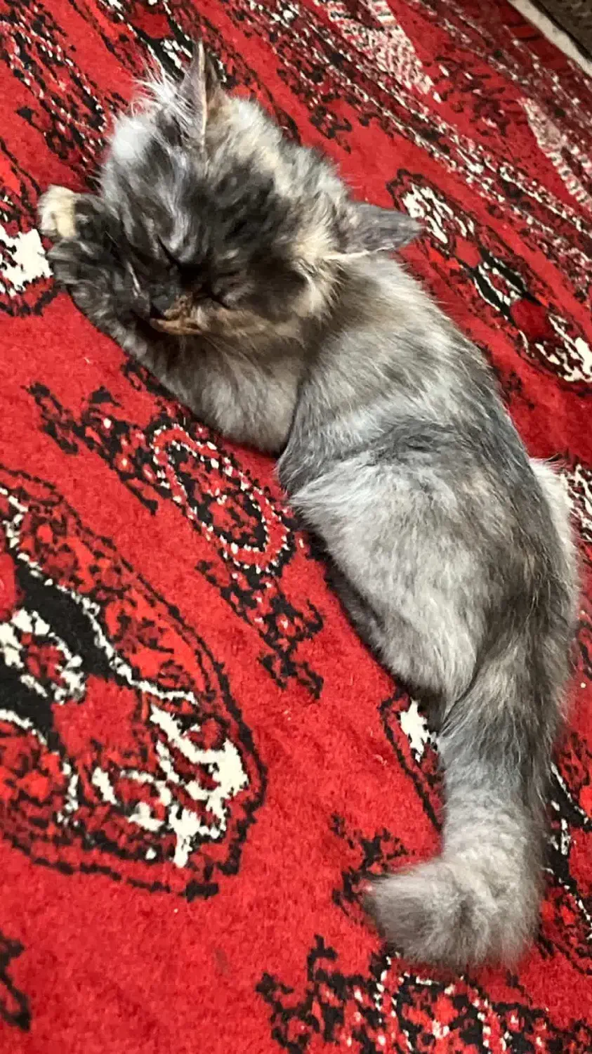 گربه گم شده|گربه|گنبد کاووس, |دیوار