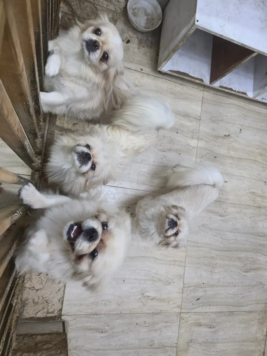 واگذاری سگ پیکینیز|سگ|قائمشهر, |دیوار