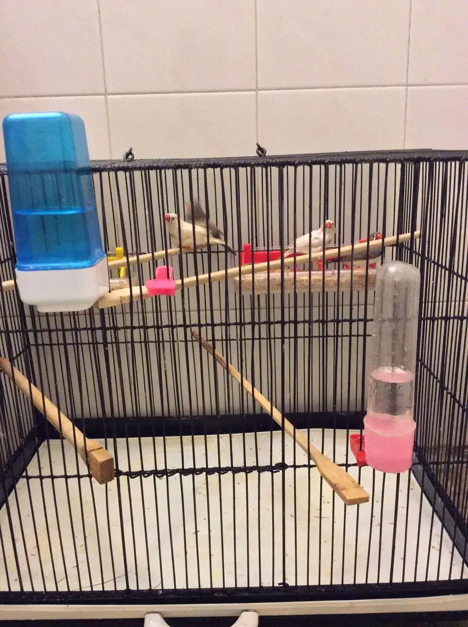 4 عدد فنچ نر با قفس سایز بزرگ|پرنده|تهران, پاسداران|دیوار